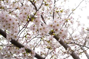 4月は暖かくなり花が咲く季節ですね。シプレ ド・オール店舗の近くには綺麗な桜が咲く公園やお寺がございます。